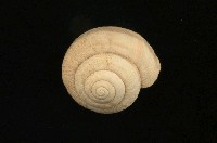 藏品(扁蝸牛)的圖片